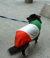 Giro525dog.jpg (46734 bytes)